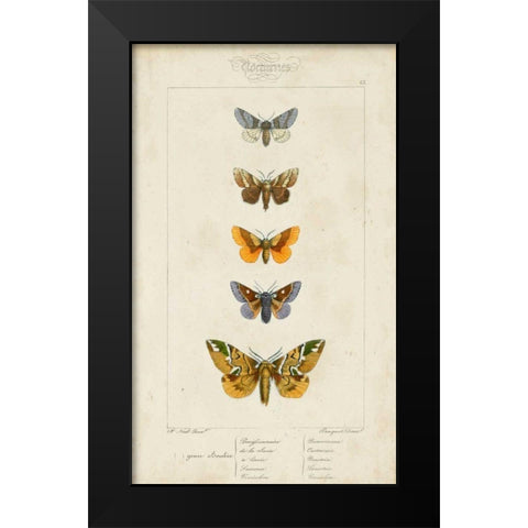 Pauquet Butterflies IV Black Modern Wood Framed Art Print by Pauquet