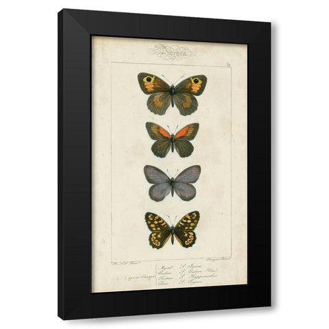 Pauquet Butterflies V Black Modern Wood Framed Art Print by Pauquet