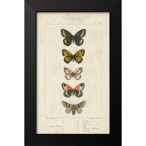 Pauquet Butterflies VI Black Modern Wood Framed Art Print by Pauquet