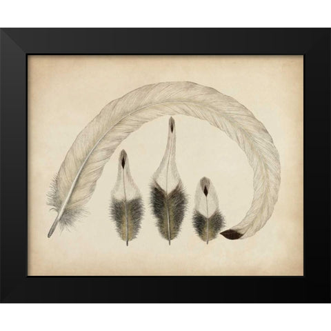 Vintage Feathers IV Black Modern Wood Framed Art Print by Unknown