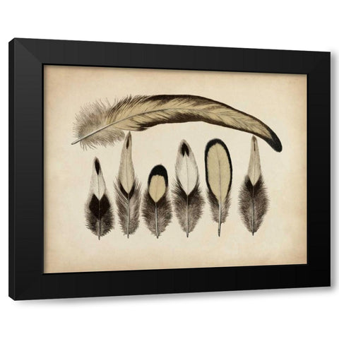 Vintage Feathers VII Black Modern Wood Framed Art Print by Unknown