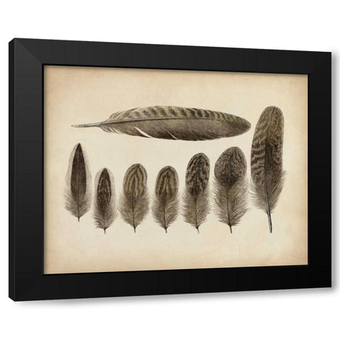 Vintage Feathers VIII Black Modern Wood Framed Art Print by Unknown