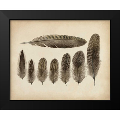Vintage Feathers VIII Black Modern Wood Framed Art Print by Unknown