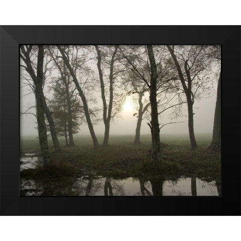 Reflections of Nature Black Modern Wood Framed Art Print by Head, Danny