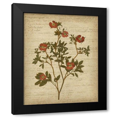 Romantic Pressed Flowers I Black Modern Wood Framed Art Print with Double Matting by Goldberger, Jennifer