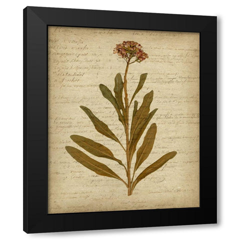 Romantic Pressed Flowers II Black Modern Wood Framed Art Print with Double Matting by Goldberger, Jennifer