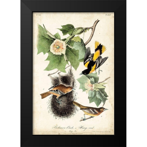 UA CH Baltimore Oriole Black Modern Wood Framed Art Print by Audubon, John James