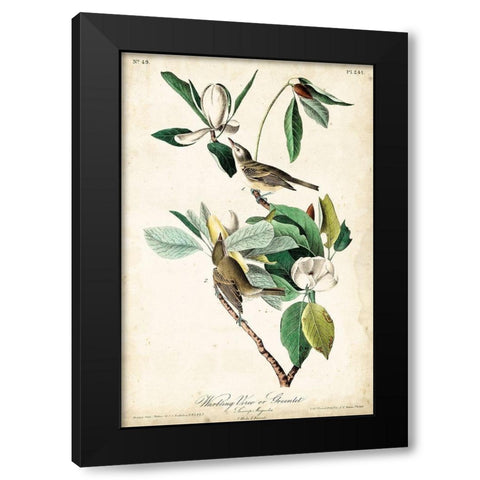 UA CH Warbling Vireo Black Modern Wood Framed Art Print by Audubon, John James