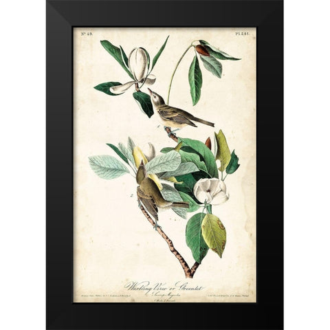 UA CH Warbling Vireo Black Modern Wood Framed Art Print by Audubon, John James