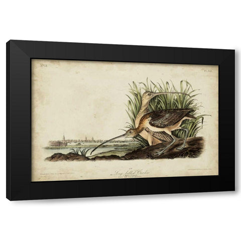 Long-billed Curlew Black Modern Wood Framed Art Print with Double Matting by Audubon, John James