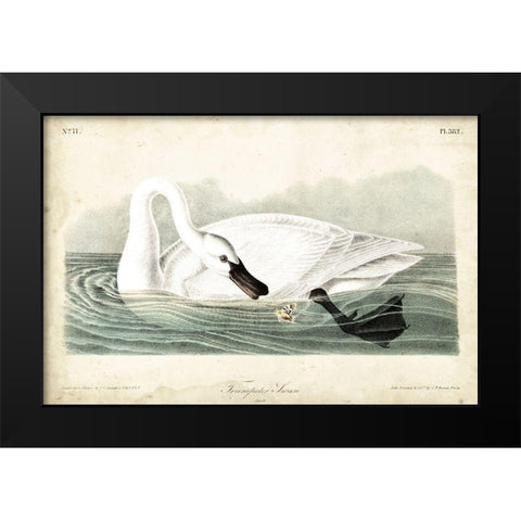 Trumpeter Swan I Black Modern Wood Framed Art Print by Audubon, John James