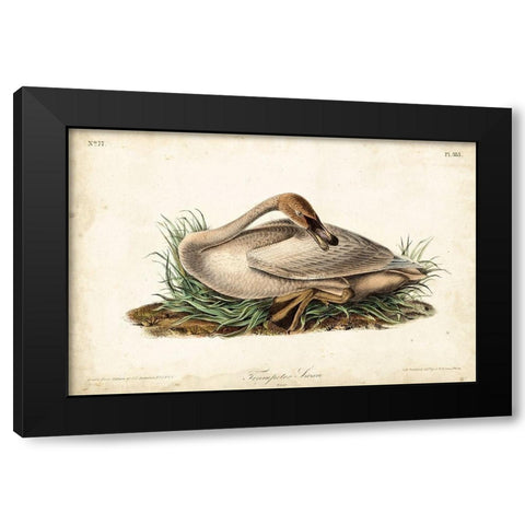 Trumpeter Swan II Black Modern Wood Framed Art Print by Audubon, John James