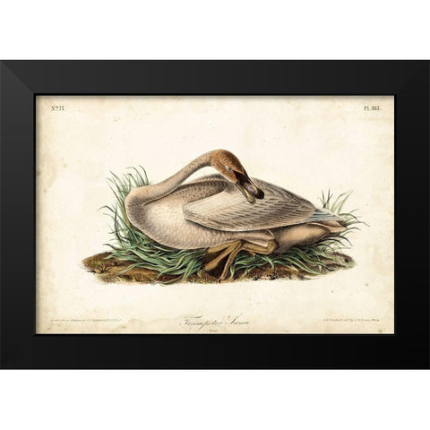 Trumpeter Swan II Black Modern Wood Framed Art Print by Audubon, John James