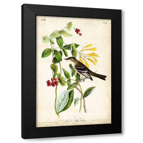 Audubon Bird and Botanical II Black Modern Wood Framed Art Print by Audubon, John James