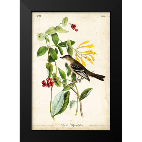 Audubon Bird and Botanical II Black Modern Wood Framed Art Print by Audubon, John James