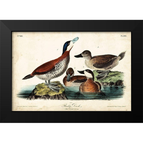 Audubon Ducks II Black Modern Wood Framed Art Print by Audubon, John James