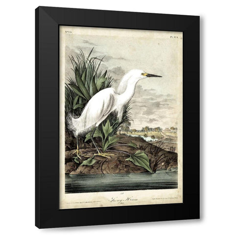 Snowy Heron Black Modern Wood Framed Art Print by Audubon, John James