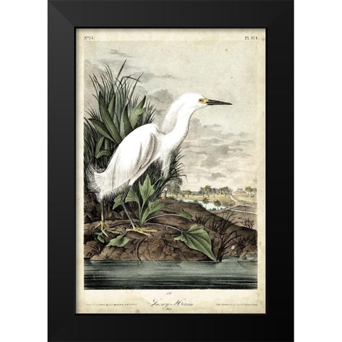 Snowy Heron Black Modern Wood Framed Art Print by Audubon, John James