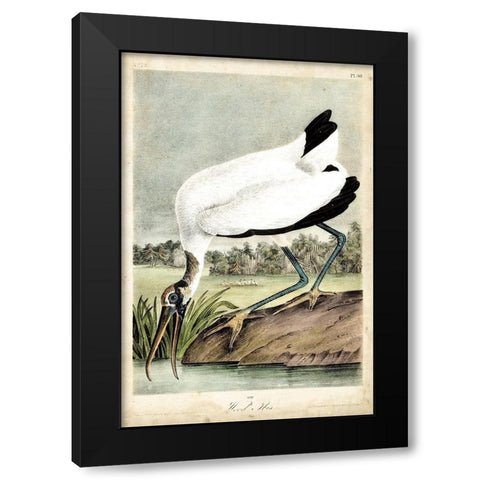Coral Beauties IV Black Modern Wood Framed Art Print with Double Matting by Van Houtteano, Horto