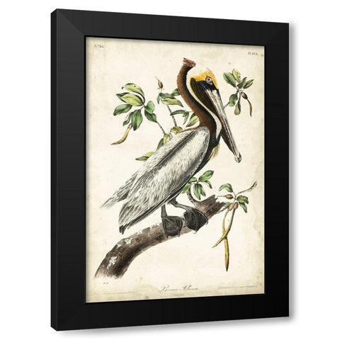 Brown Pelican Black Modern Wood Framed Art Print by Audubon, John James