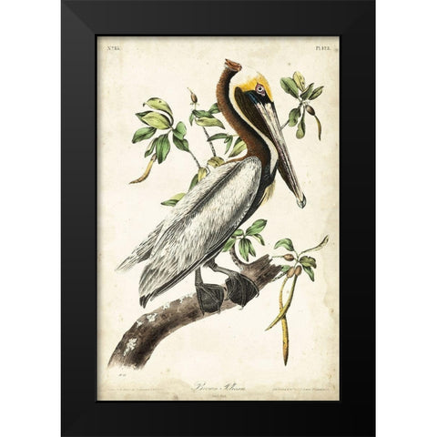 Brown Pelican Black Modern Wood Framed Art Print by Audubon, John James