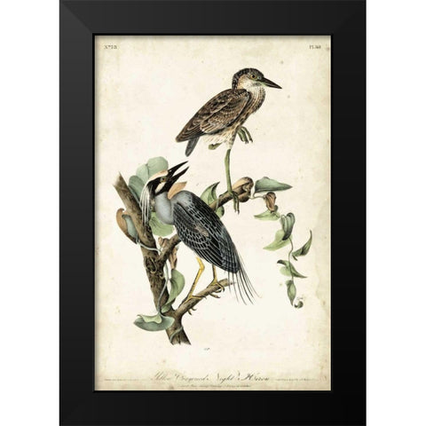 Night Heron Black Modern Wood Framed Art Print by Audubon, John James