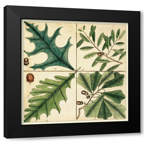 Catesby Leaf Quadrant III Black Modern Wood Framed Art Print by Catesby, Mark