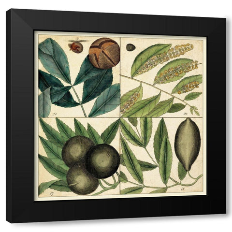 Catesby Leaf Quadrant IV Black Modern Wood Framed Art Print with Double Matting by Catesby, Mark