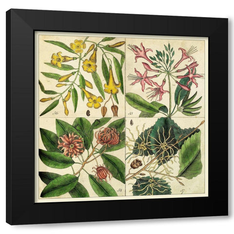 Catesby Botanical Quadrant I Black Modern Wood Framed Art Print with Double Matting by Catesby, Mark