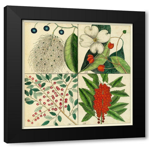 Catesby Botanical Quadrant II Black Modern Wood Framed Art Print with Double Matting by Catesby, Mark