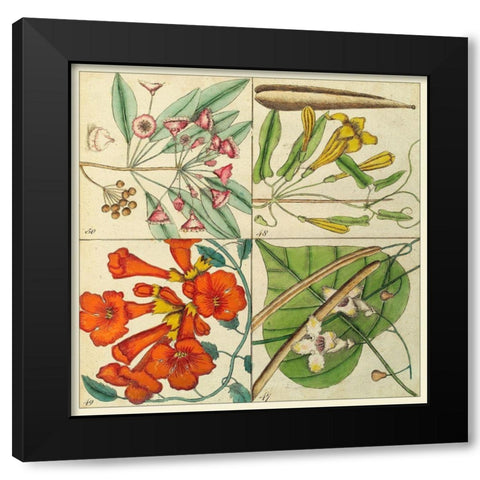 Catesby Botanical Quadrant III Black Modern Wood Framed Art Print by Catesby, Mark