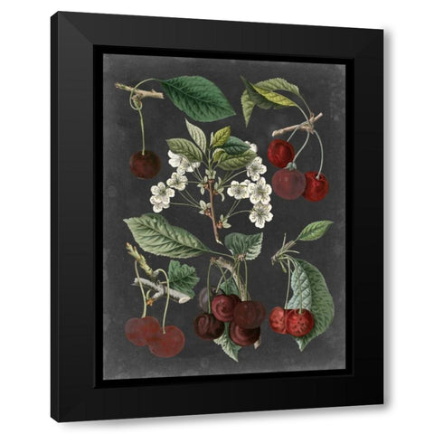 Orchard Varieties I Black Modern Wood Framed Art Print with Double Matting by Vision Studio