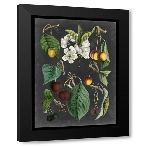 Orchard Varieties II Black Modern Wood Framed Art Print with Double Matting by Vision Studio