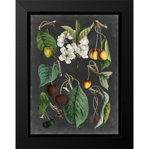 Orchard Varieties II Black Modern Wood Framed Art Print by Vision Studio