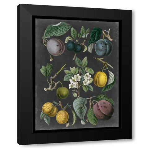Orchard Varieties IV Black Modern Wood Framed Art Print with Double Matting by Vision Studio
