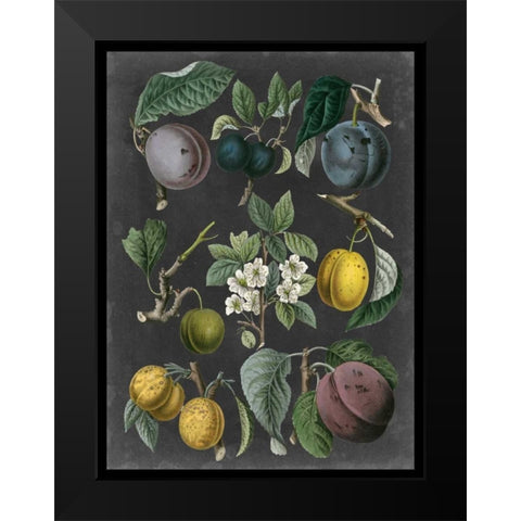 Orchard Varieties IV Black Modern Wood Framed Art Print by Vision Studio