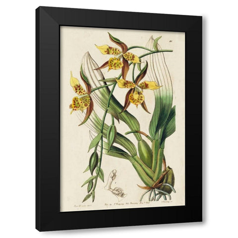 Spring Orchid I Black Modern Wood Framed Art Print with Double Matting by Ridgeway