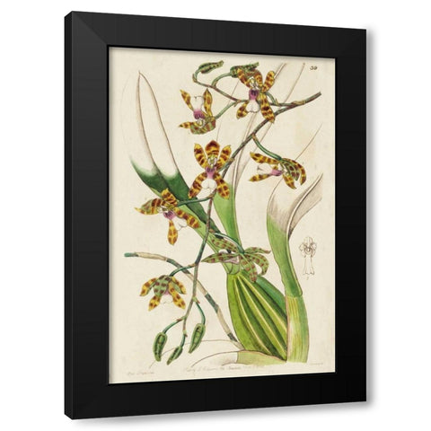 Spring Orchid II Black Modern Wood Framed Art Print by Ridgeway