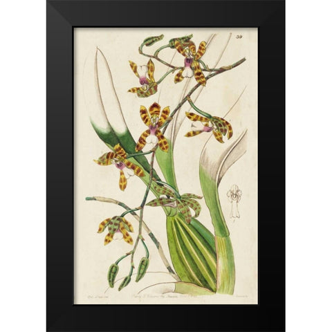 Spring Orchid II Black Modern Wood Framed Art Print by Ridgeway