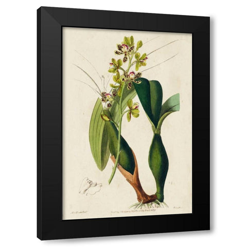 Spring Orchid III Black Modern Wood Framed Art Print with Double Matting by Ridgeway