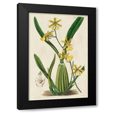 Spring Orchid IV Black Modern Wood Framed Art Print with Double Matting by Ridgeway