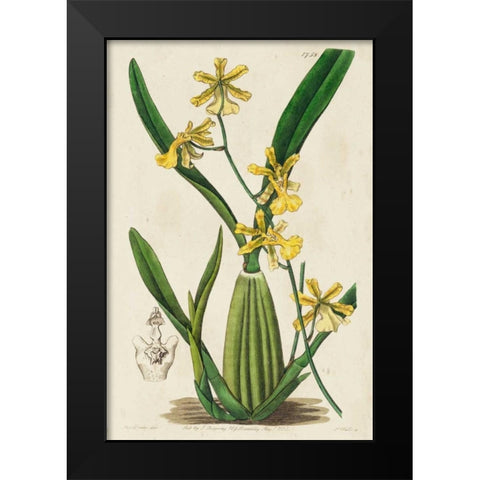 Spring Orchid IV Black Modern Wood Framed Art Print by Ridgeway
