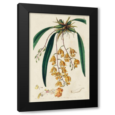 Spring Orchid VI Black Modern Wood Framed Art Print with Double Matting by Ridgeway