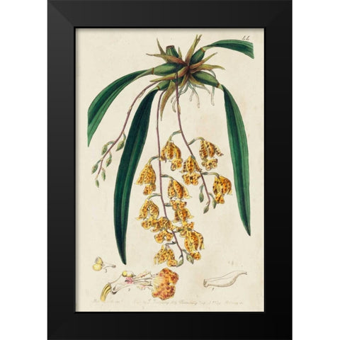 Spring Orchid VI Black Modern Wood Framed Art Print by Ridgeway