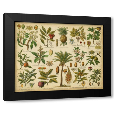 Classification of Tropical Plants Black Modern Wood Framed Art Print by Vision Studio