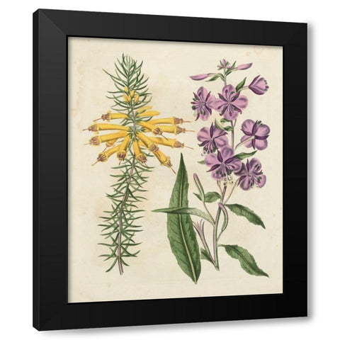 Garden Pairings I Black Modern Wood Framed Art Print with Double Matting by Edwards, Sydenham