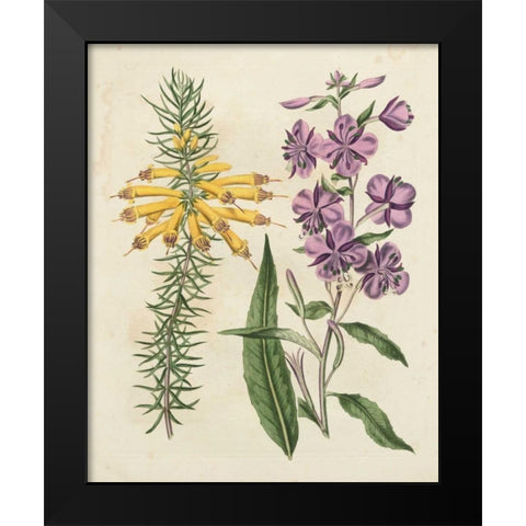 Garden Pairings I Black Modern Wood Framed Art Print by Edwards, Sydenham