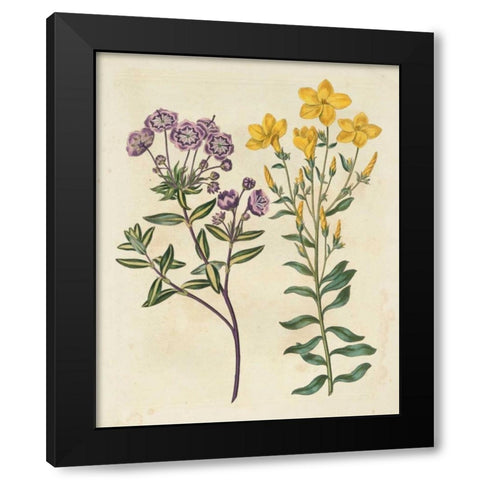 Garden Pairings II Black Modern Wood Framed Art Print with Double Matting by Edwards, Sydenham