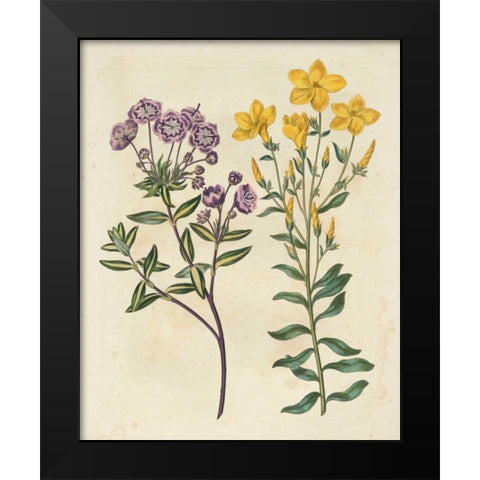 Garden Pairings II Black Modern Wood Framed Art Print by Edwards, Sydenham