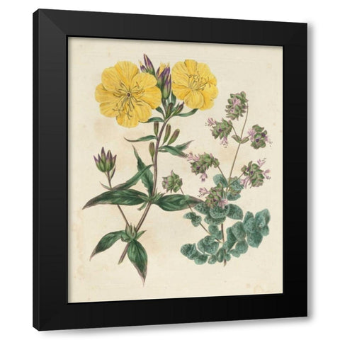Garden Pairings III Black Modern Wood Framed Art Print with Double Matting by Edwards, Sydenham